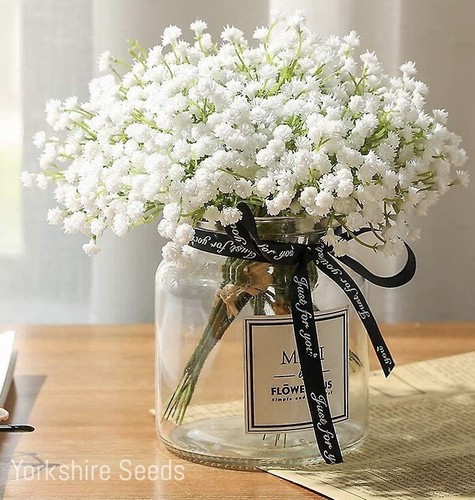 500x baby breath - baby's, white