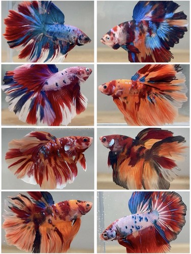 Male betta live fish x1 - -,