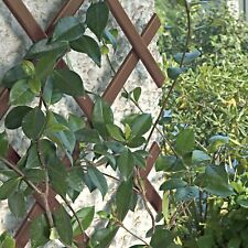 2.x BROWN PLASTIC 6FT Expanding Trellis Garden Scissor Plant Climbing Fence 1.8M