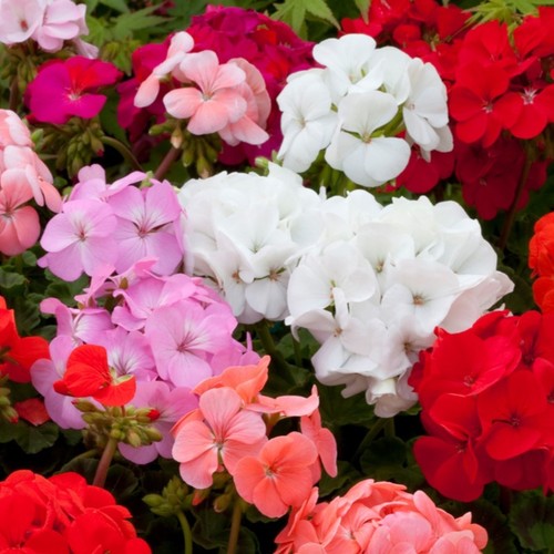 Geranium horizon plants 9cm - geranium,