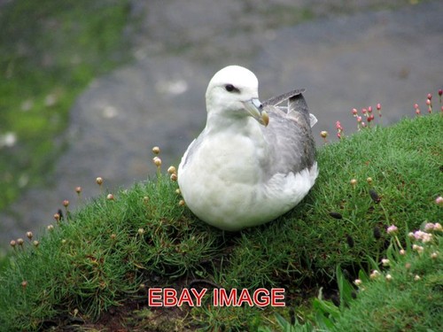 Photo orkney fulmar on - ,