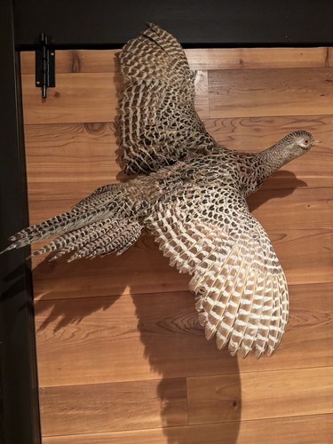 Vintage stuffed pheasant - vintage,