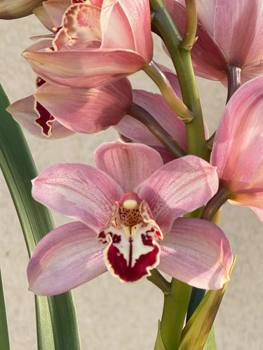 Cymbidium barrita quash - cymbidium,