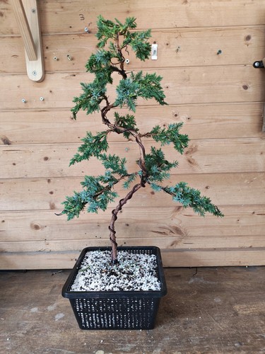 Juniper bonsai tree training - bonsai,