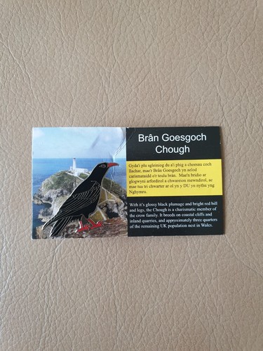 Rspb bran goesgoch - bran, chough