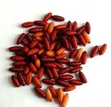 100  Dried Green bottle fly