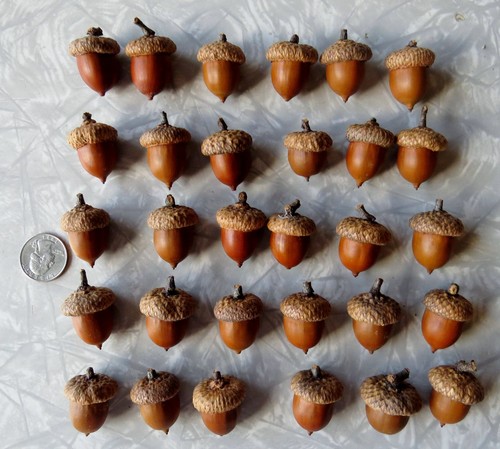 Lot large red oak acorns - lot,