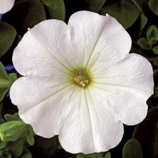 ×6 Petunia Surfinia Snow -