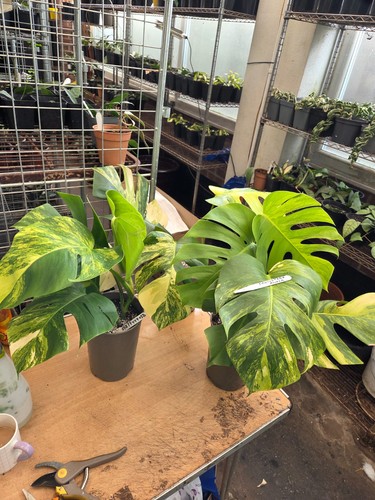 Monstera deliciosa aurea large - aurea,