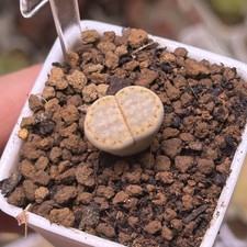 Exact Plant，1pc rare Lithops