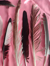 NATURAL FEATHERS x20 FREE FALLEN MAGPIE CROW SEAGULL PIGEON Toys 4Cats