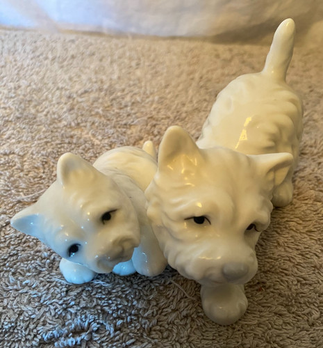 West highland terrier - west,