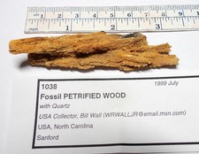 Fossil PETRIFIED WOOD from USA