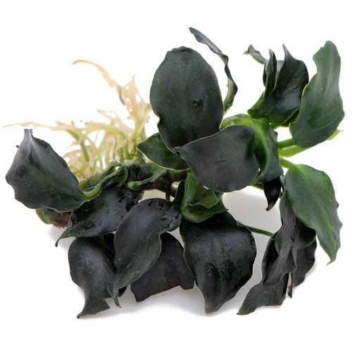 Anubias barteri dark angel - barteri,