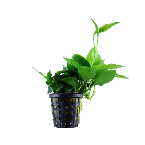 Anubias barteri var nana large - anubias,