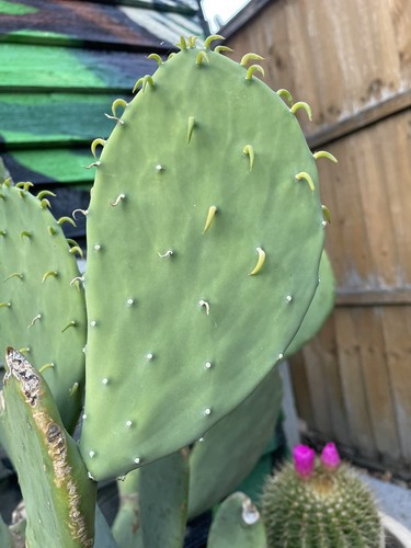 Rare large opuntia - rare,
