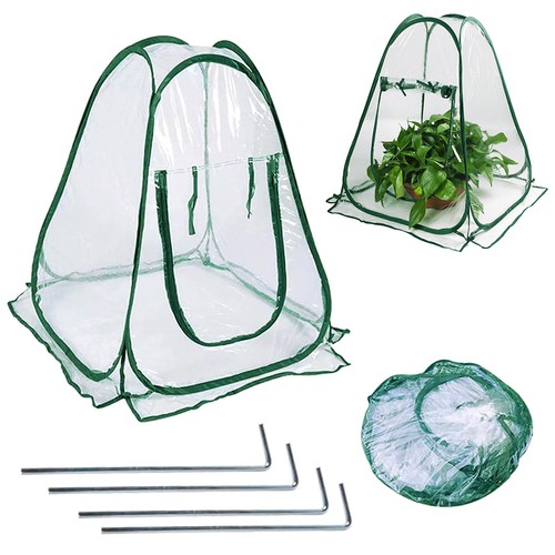 Pop cloche plant - plant, pot