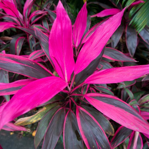 Premium cordyline tango - premium, |