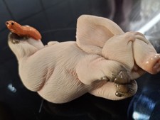 Piggin Pigs by David Corbridge