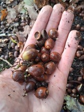 100x Sessile Oak Acorns From Ancient Welsh Rain Forest Rewilding Native Rare