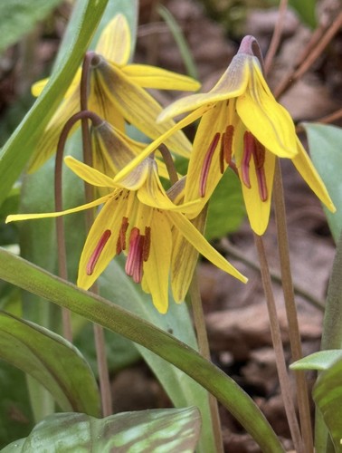 Erythronium americanum x10 - americanum,
