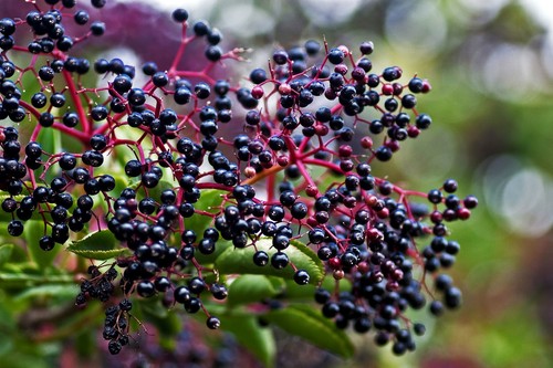 Elderberry sambucus nigra - elderberry,