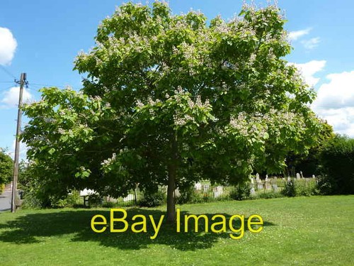 Photo 6x4 catalpa tree on - catalpa,