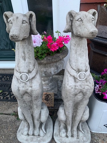 Pair large greyhound - of, dogs