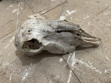 Sheep Skull