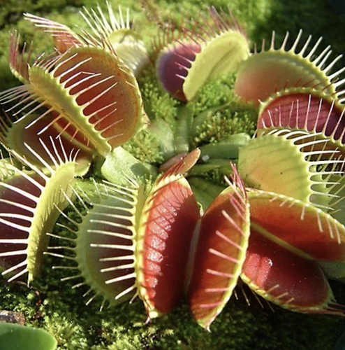 Venus fly trap dionaea - venus,