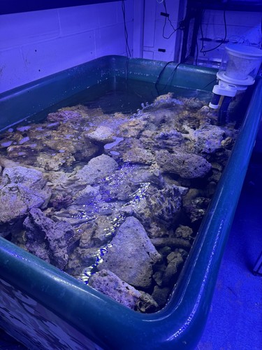 Indonesian live rock - 1kg, 5kg