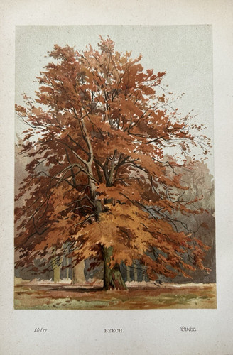 Antique print beech tree - antique,