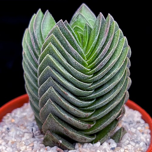 Crassula columnaris buddha s - crassula, "