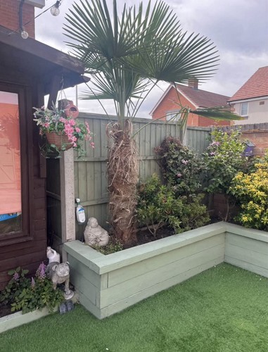 Large trachycarpus palm tree - palm,