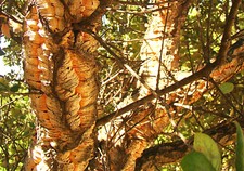 Cork Oak, QUERCUS SUBER, evergreen tree, knobbly bark, 20-30cm tall