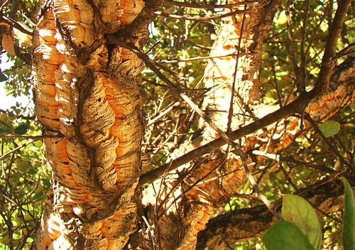 Cork oak quercus suber - oak,,