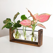 .Wall Mounted Hydroponic Vase
