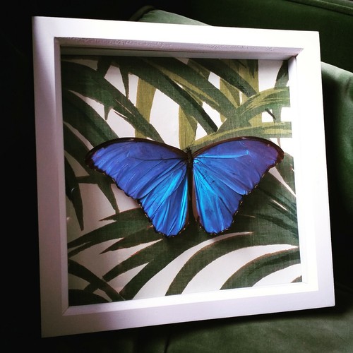 Real framed butterfly huge - framed,