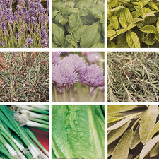 16x Organic Herb Vegetable Plug Plants MIX "Grow your Own" Herbs Vegetables