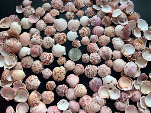Scallop seashells from - seashells,