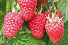 10x Raspberry Canes 'Polka' Plants Bare Root Garden Fruit Autumn - Ready now