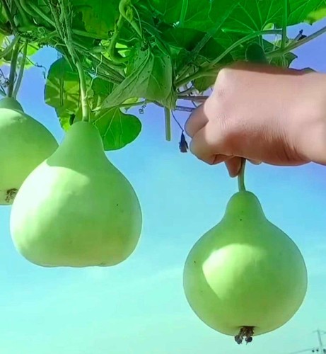 Bindu lau f1 - (pani,
