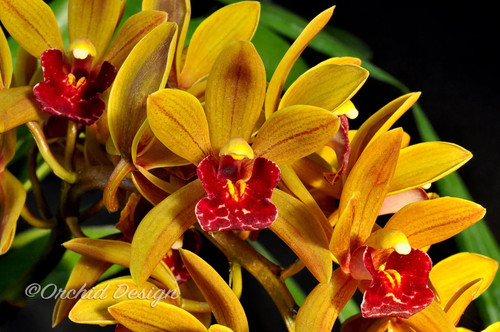 Cymbidium avant garde - cymbidium,