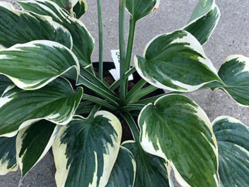 Hosta high class pot grown - (,
