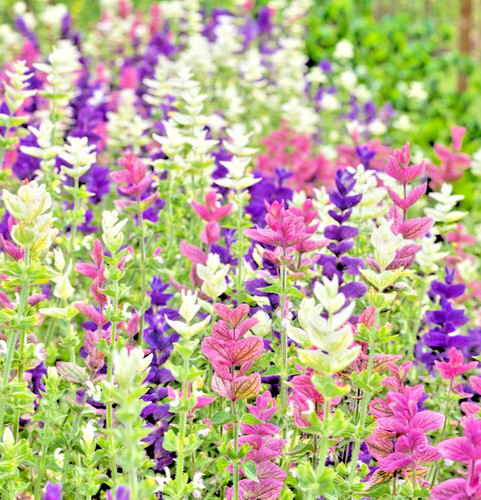 350x clary sage - sage, tricolor