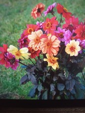Colourful flowers dahlia - flowers,