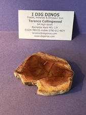 Fossil petrified fossilized