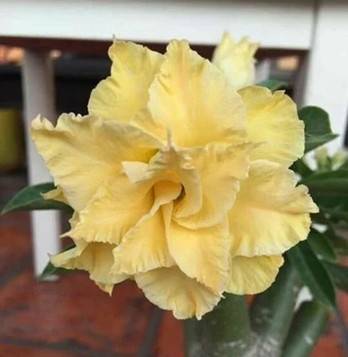 Mystery color desert rose - 3,