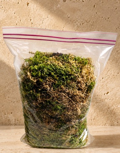 Sphagnum moss live fresh - live,, fresh,