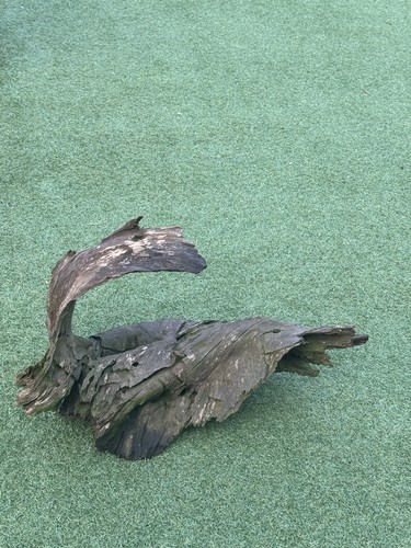 Mopani wood extra large - extra,